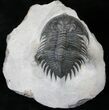 Exceptional Treveropyge Maura (Heliopyge) Trilobite #14673-4